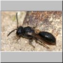 Mimumesa sp - Grabwespe 05a 7mm.jpg